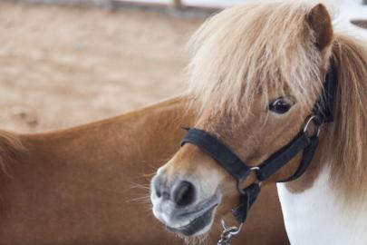 Hayvanlarına kötü davrandı, 40 bin euro ceza ödedi