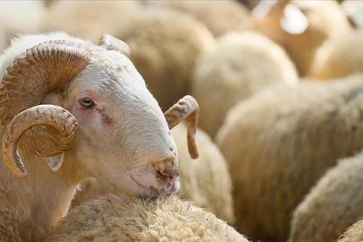 Hayvancılıkta yeni dönem: 150 bin küçükbaş ve faizsiz kredi desteği