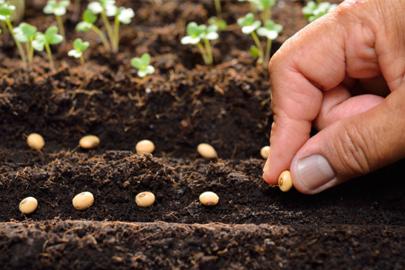 Sertifikalı tohum üretimi ve ihracatında yükseliş sürüyor