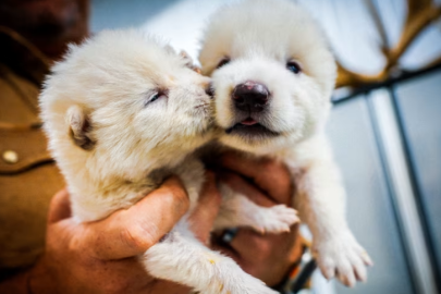 Yedekleme planı devrede, yok oluşa karşı genetik kalkan