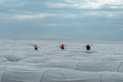 Adana’da örtü altı karpuz hasadında geri sayım başladı