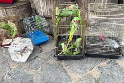 Eminönü’ndeki petshop denetimlerinde 39 papağana el konuldu