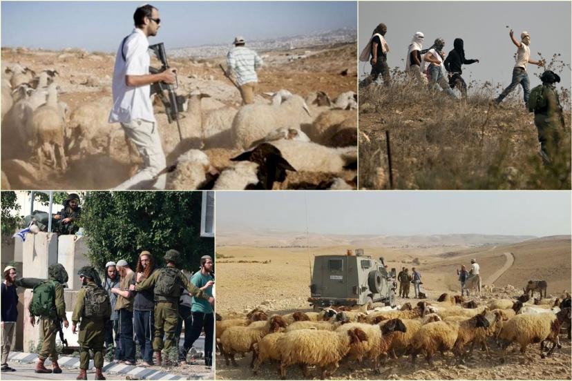 Hem siyonist hem de hırsız: Filistinlileri darbedip hayvanlarını çaldılar