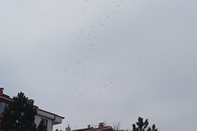 Konya semalarında leylek göçü