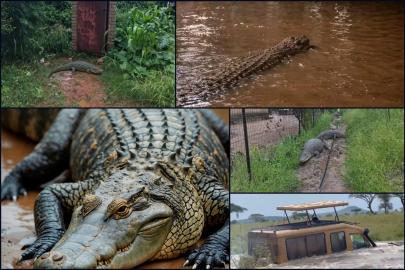 Şiddetli yağışlar Avustralya’yı vurdu: “Her yerde timsah var. Lütfen suya girmeyin” uyarısı