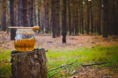 Türk çam balı için Ar-Ge atağı