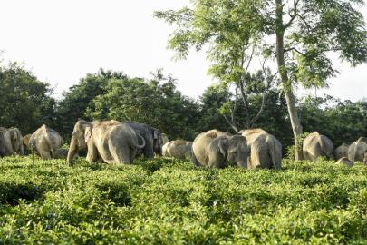 Afrika'da fillerin saldırısına uğrayan milyoner avcı hayatını kaybetti