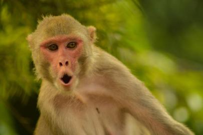 Axios: Hürmüz'e giden gemide bulunan bir ABD askeri, Tayland molasında maymun saldırısına uğradı