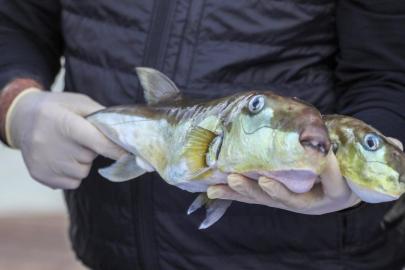 Bakanlığın teşvikleriyle 50 milyon balon balığının ekosisteme girişi engellendi