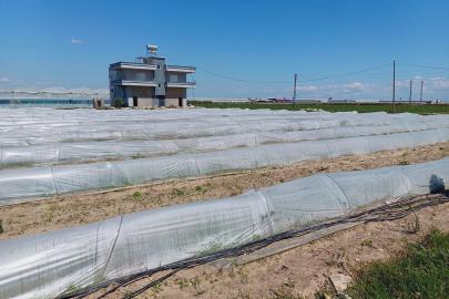 Bakanlıktan tarlada kalan marul iddialarına yalanlama