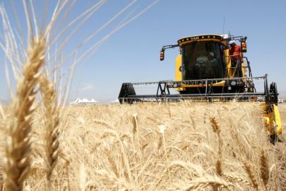 Güneydoğu Anadolu'dan 871 milyon dolarlık hububat ihracatı