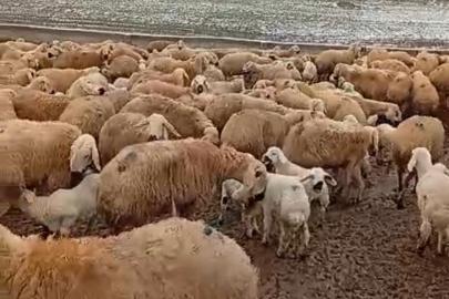 Kış mevsiminin çetin geçmesi hayvan üreticilerini zorluyor