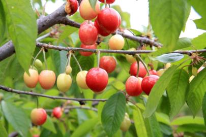 Manisa'da yılın ilk kiraz hasadı yapıldı