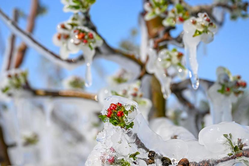 Meclis'te kurulan Zirai Don Olayını Araştırma Komisyonu raporunu tamamladı