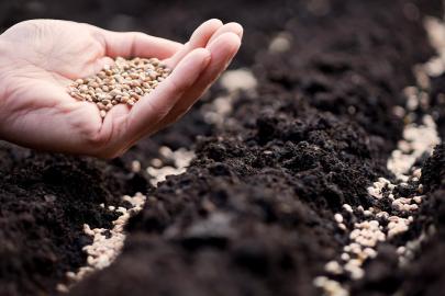 Sertifikalı tohum üretiminde 1,3 milyon ton eşiği aşıldı