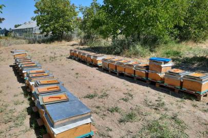 ’Süper gıda’ arı sütü Malatya’da mercek atında