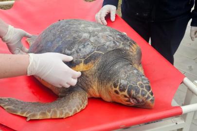 Tekirdağ'da koruma altındaki caretta caretta ölü bulundu