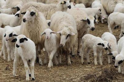 TİGEM, 600 reforme küçükbaş hayvan satacak