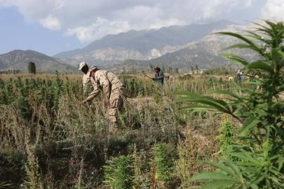 Afganistan'da bin dönümlük haşhaş tarlası imha edildi