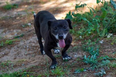 Engelli köpek 'Paytak' için sıcak yuva aranıyor