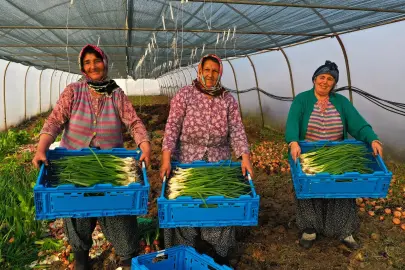 Kocaeli’de seracılık, Büyükşehir’le yaygınlaşıyor