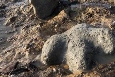Tayland'da yeni bir dinozor türüne ait kalıntılar bulundu
