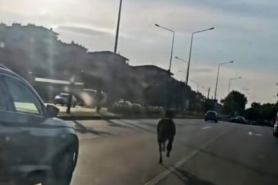 Başıboş at ana yolda trafiği tehlikeye attı