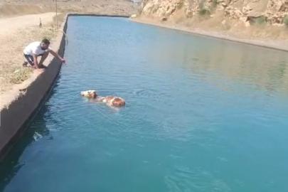 Mardin’de su kanalına düşen inek vatandaşların yardımıyla kurtarıldı
