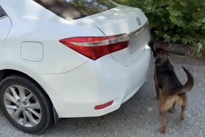 Muğla’da otomobilde 5 kilo 670 gram skunk ele geçirildi: 1 tutuklama