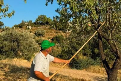 Datça'da badem hasadı başladı