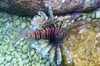 "Denizden babam çıksa yerim" dönemi bitti. Uzmanlar uyarıyor, son 20 yılda sayıları arttı
