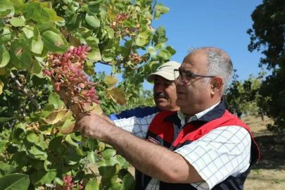 Elazığ’da 38 ton Antep fıstığı rekoltesi bekleniyor