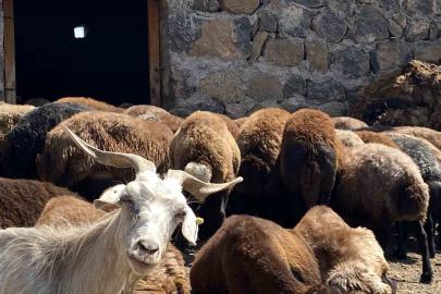 Patnos’ta koyun sağımı mesaisi devam ediyor